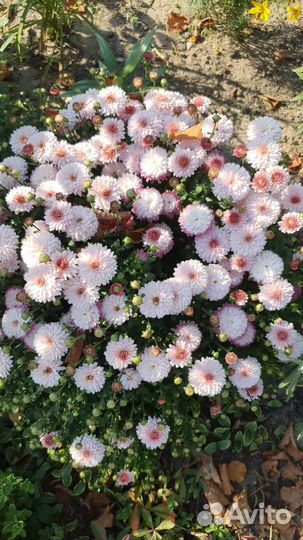 Хризантема мультифлора