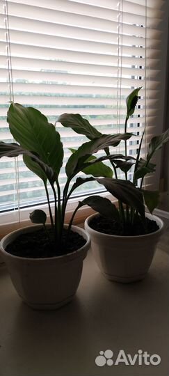 Спатифиллум