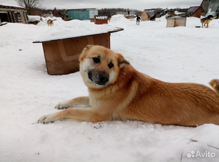 Лисичка ждет хозяев