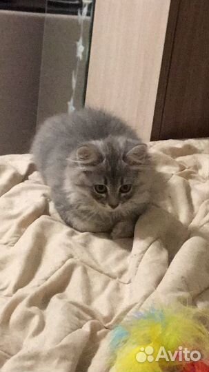 Котёнок бесплатно