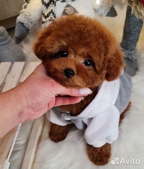 Мальтипу мини