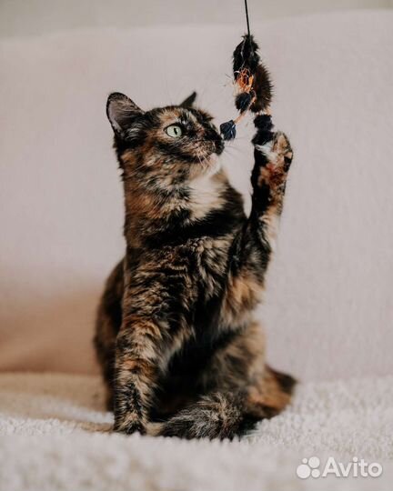 Кошка Марта окрас черепашка