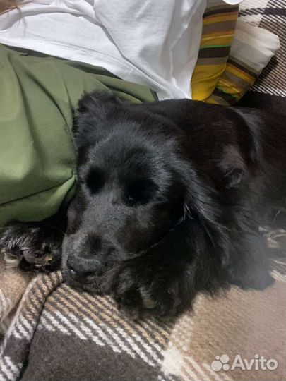 Кокер спаниель