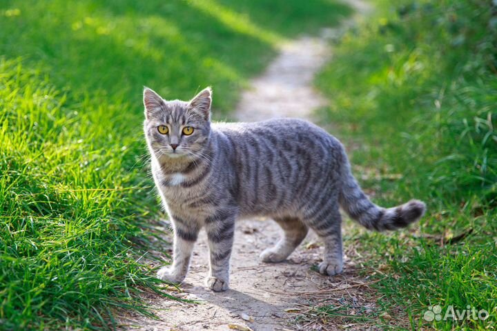 Кошка ищет дом