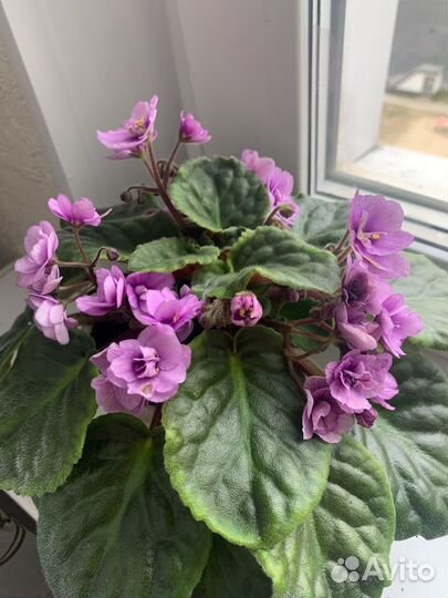 Фиалки детки