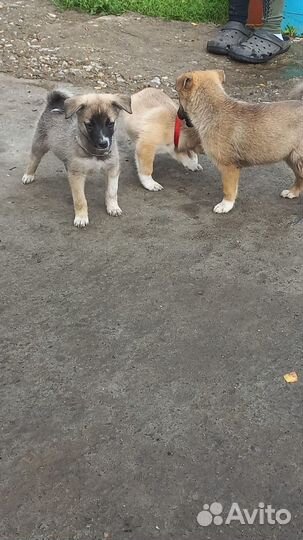 Щенята 1,5 мес