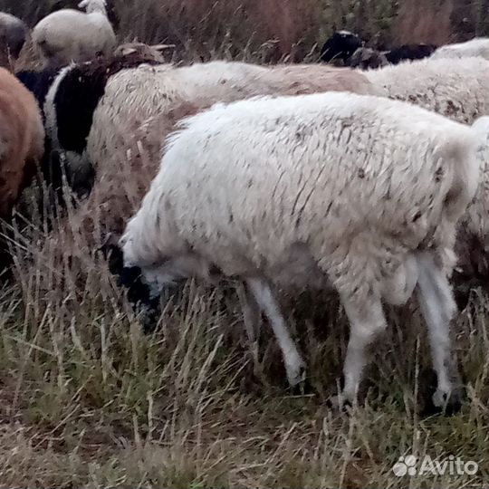 Курдючные бараны овцы