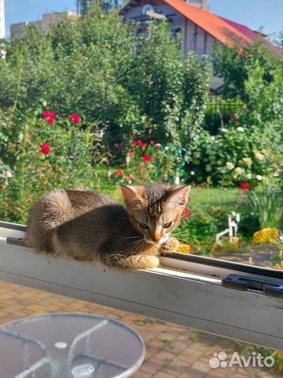 Абиссинские котята