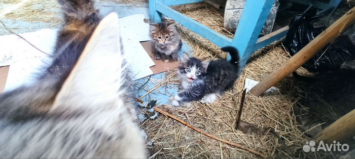 Котята от ловчей кошки