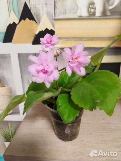 Фиалки трейлеры (Детки)