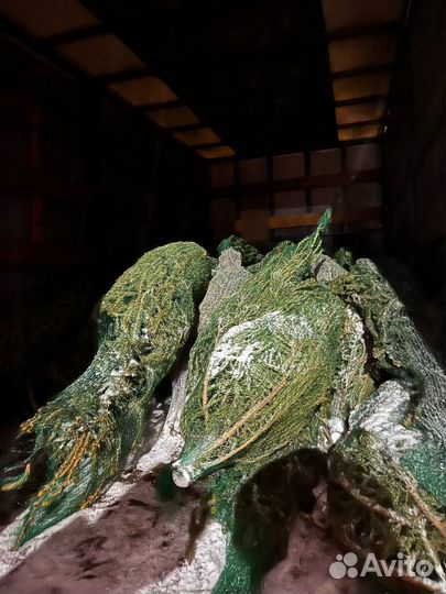 Елочки живые