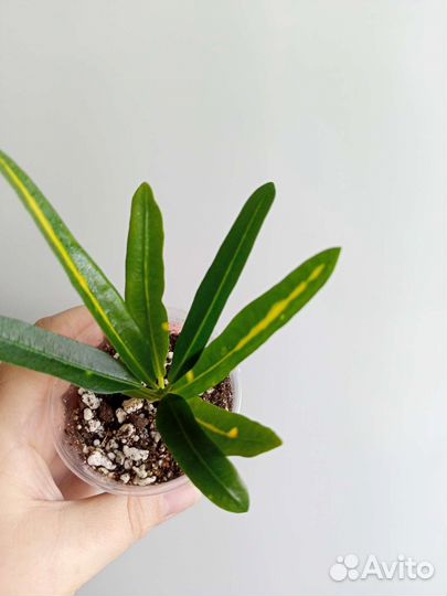 Кодиеум кротон Санни стар