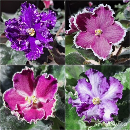 Садик в кружке, листики сортовых фиалок, гиацинты