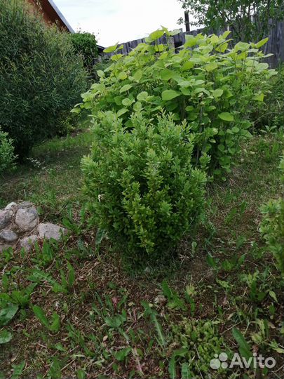 Продам декоративные растения для сада