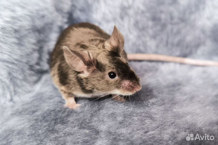 Декоративные сатиновые мыши