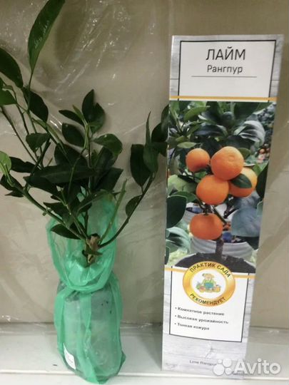 Цитрусы на весну 2024