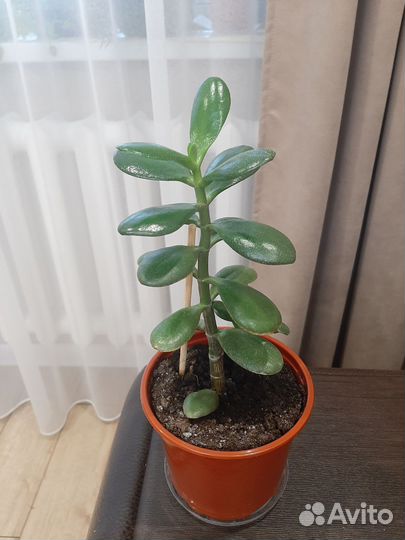 Толстянка (крассула)