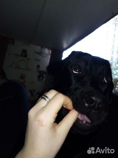 Вязка лабрадор девочка