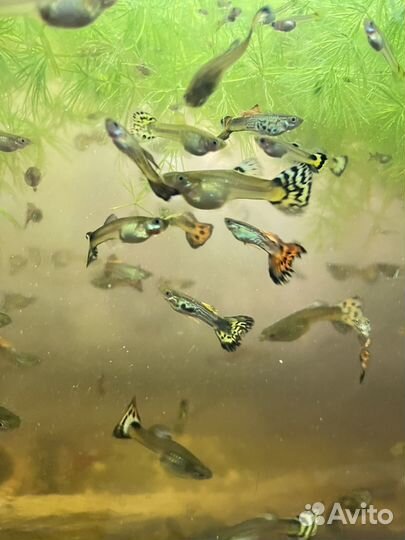 Аквариум с рыбками