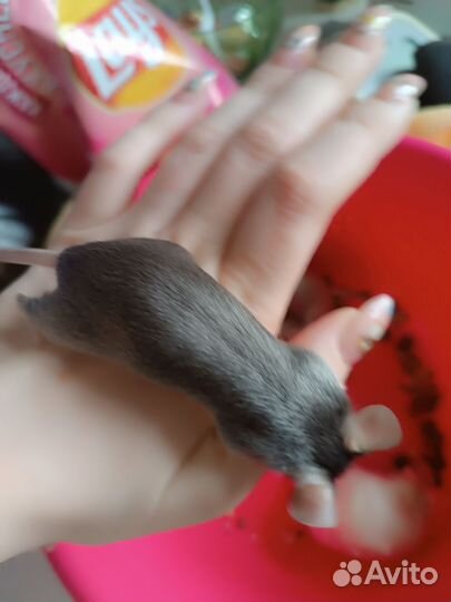 Отдам мышей