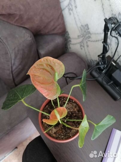 Антуриум оранжевый