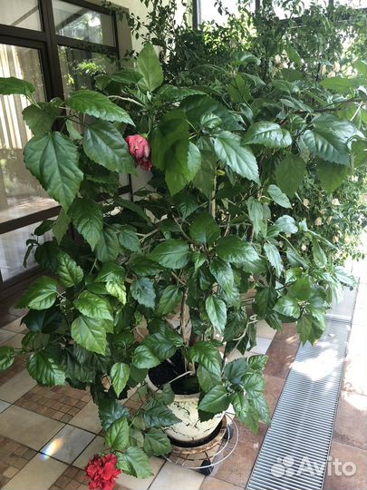 Гибискус китайская роза