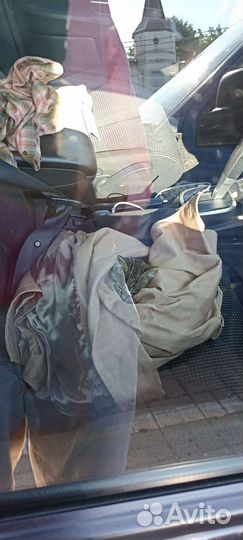 Котенок Басик в добрые руки