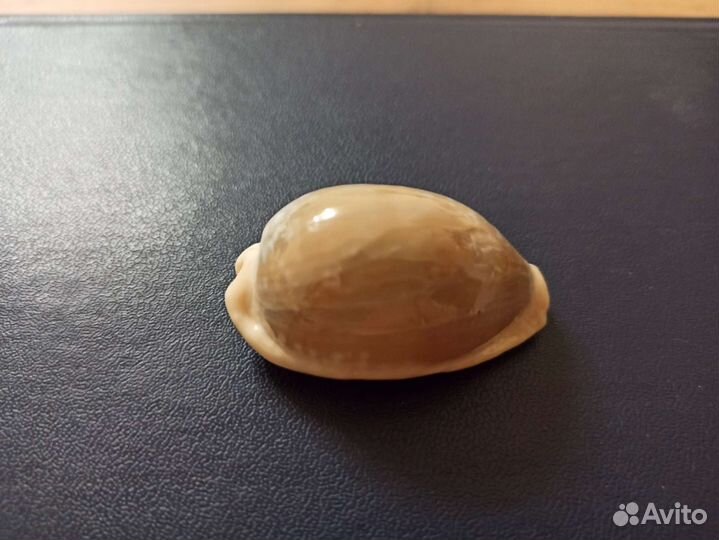 Морская раковина