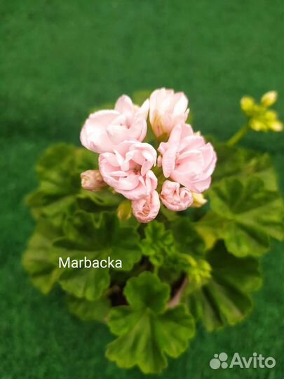 Пеларгония тюльпановидная Марбаска тюльпан