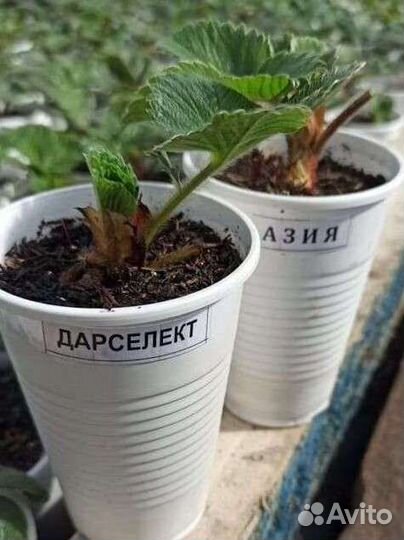 Рассада клубники