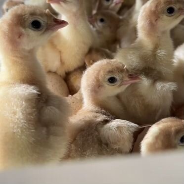 Индюшата Hybrid Converter