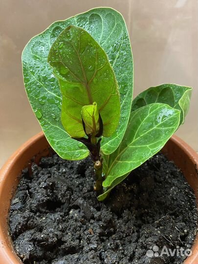 Фикус Лерато бамбино