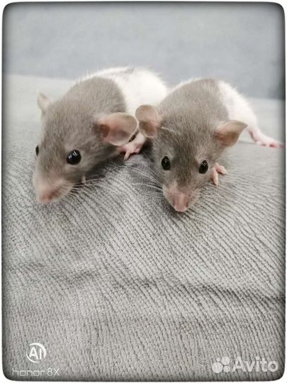 Крысята крысы Дамбо стандарт