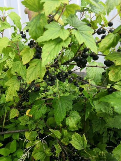 Участок 8,7 сот. (СНТ, ДНП)