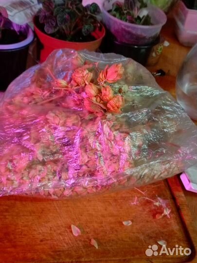 Хмель шишки