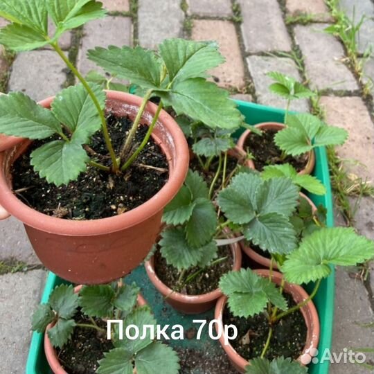 Клубника, саженцы зкс