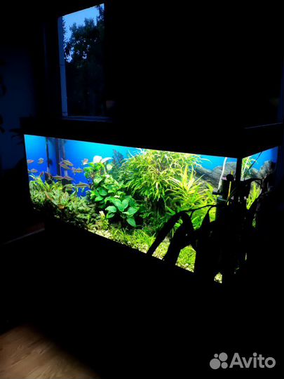 Обслуживание и чистка аквариумов