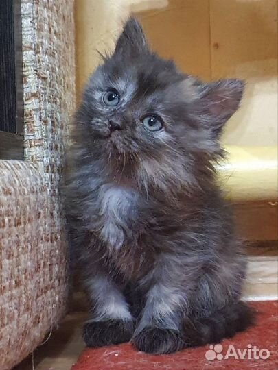 Пушистая кроха