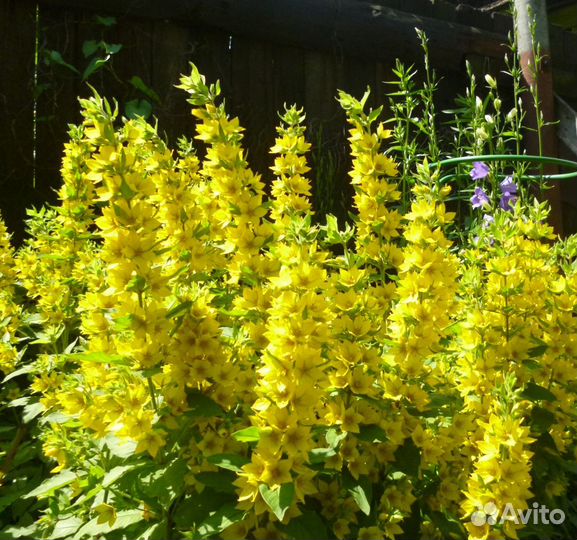 Неприхотливые многолетние растения для сада