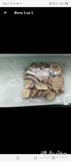 Растение Молочай ядовитый (мужик-корень