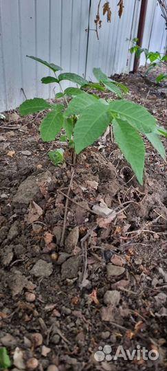 Саженцы грецкого ореха