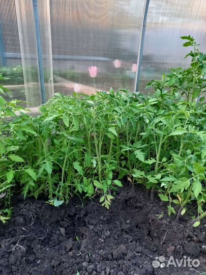 Рассада помидор, сладкого перца, капусты