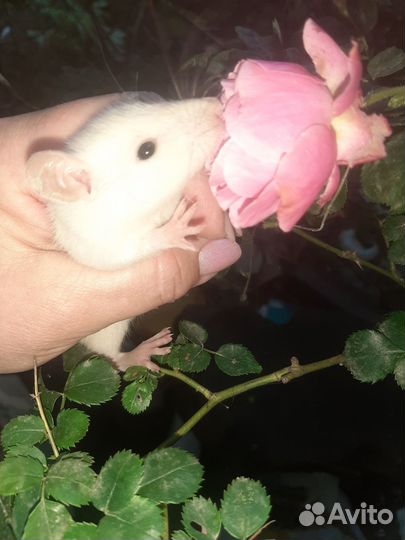 Крысы декоративные,цветные
