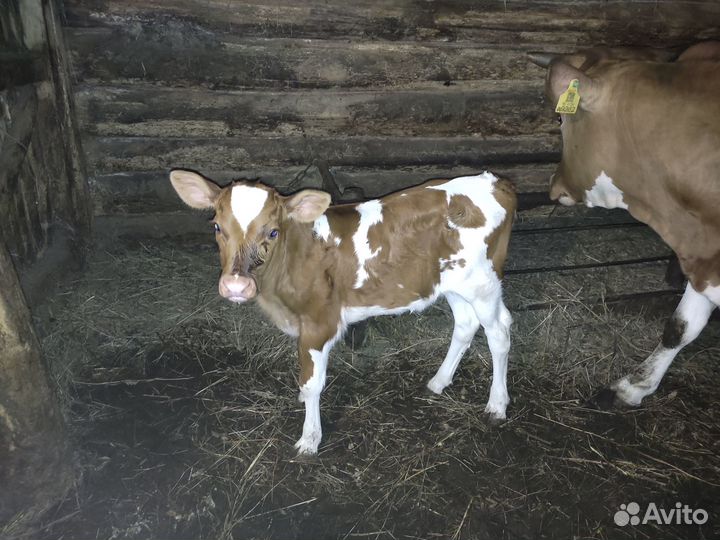 Телка с теленком