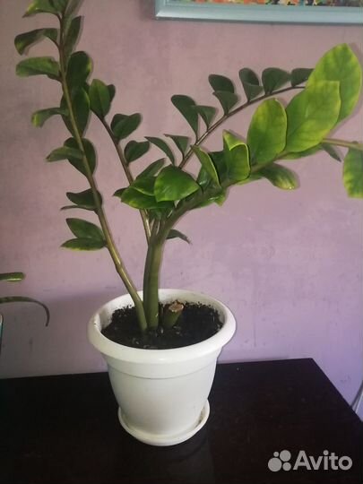 Продам Комнатные растения