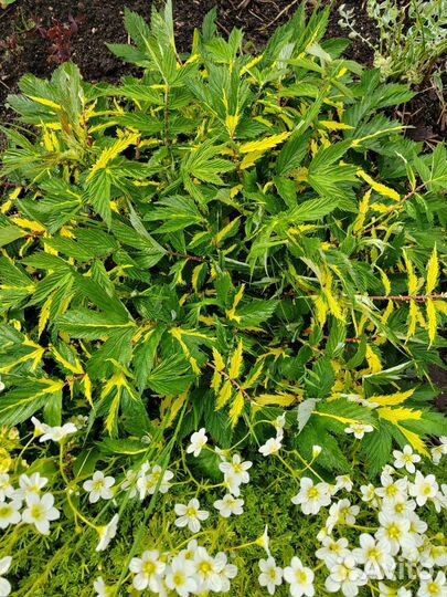 Многолетники