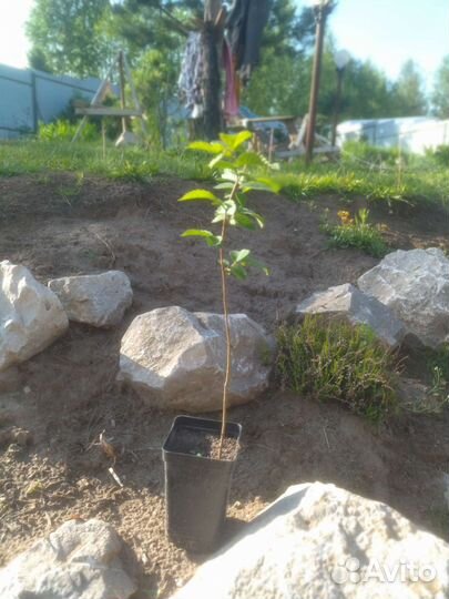 Вяз обыкновенный саженцы с зкс