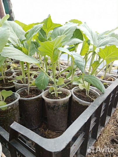 Капуста рассада