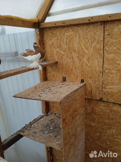 Статные голуби