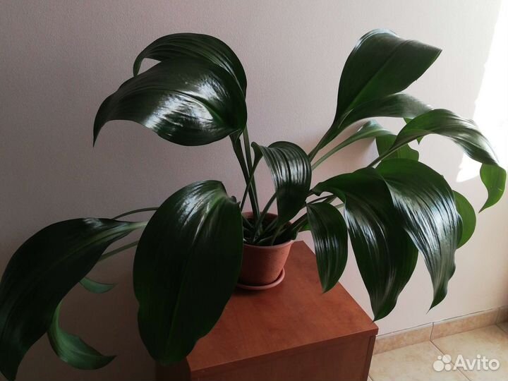 Эухарис амазонская лилия